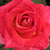 Amarillo - rosa - Rosas híbridas de té - Magyarok Nagyasszonya